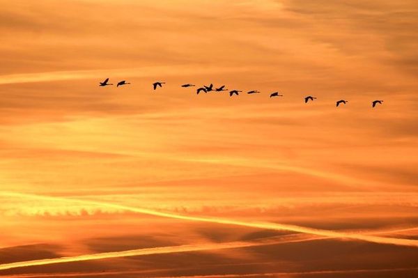 Flask Database Migration