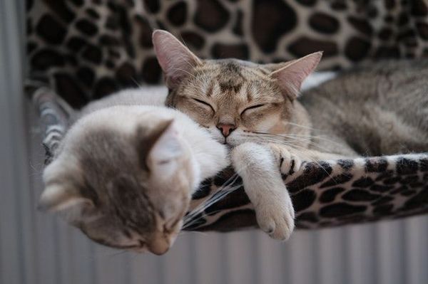 The Power of a Good Night Sleep